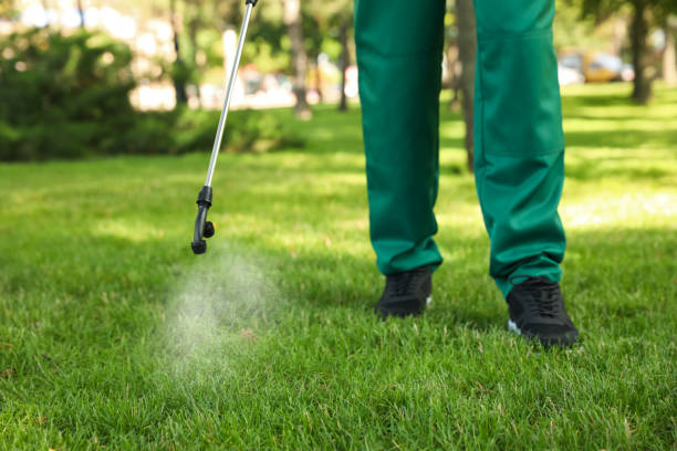 Best Flea Control Services  in El Paso, IL