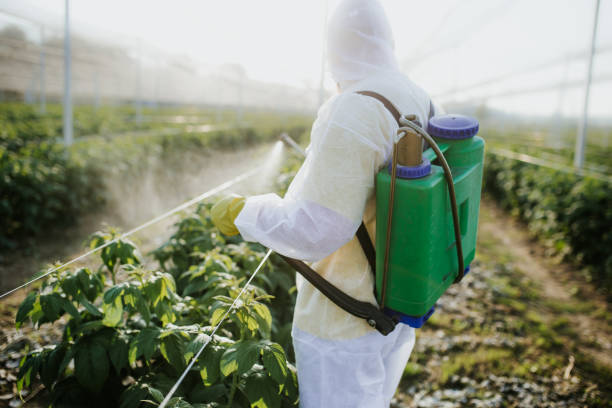 Best Termite Control Services  in El Paso, IL